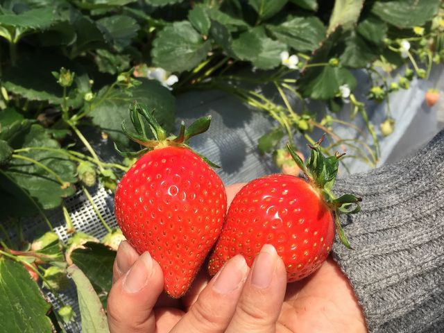 ��悢�Ђ�_���c��������