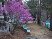 �W���b�J������̉ԓ����˂̒n(�͂Ȃ����X���j�̓��e�ʐ^2