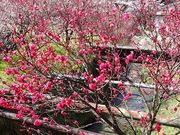 �W���b�J������̉ԓ����˂̒n(�͂Ȃ����X���j�̓��e�ʐ^3