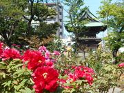 zin����̐��V���t�̃{�^���̓��e�ʐ^1