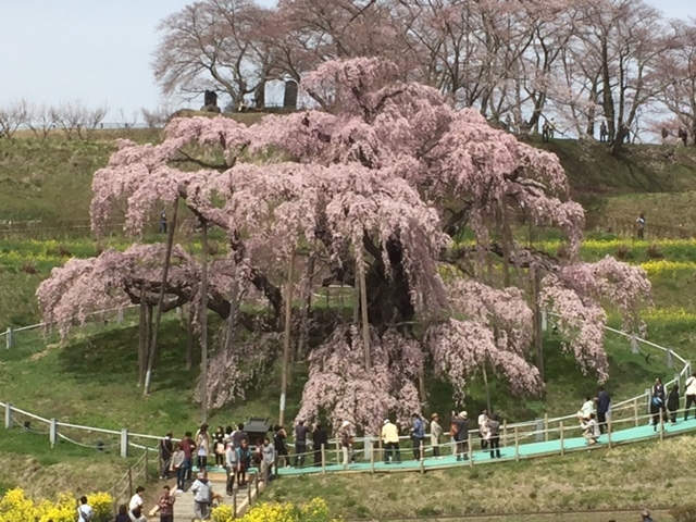 折鶴盆栽 桜(三春桜、福島県) 5 オンラインストア価格