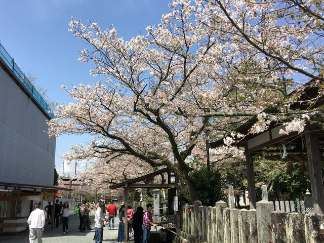 �ʐ^�A_���h�_��