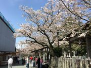 poporon̈h_Ђ̓eʐ^2