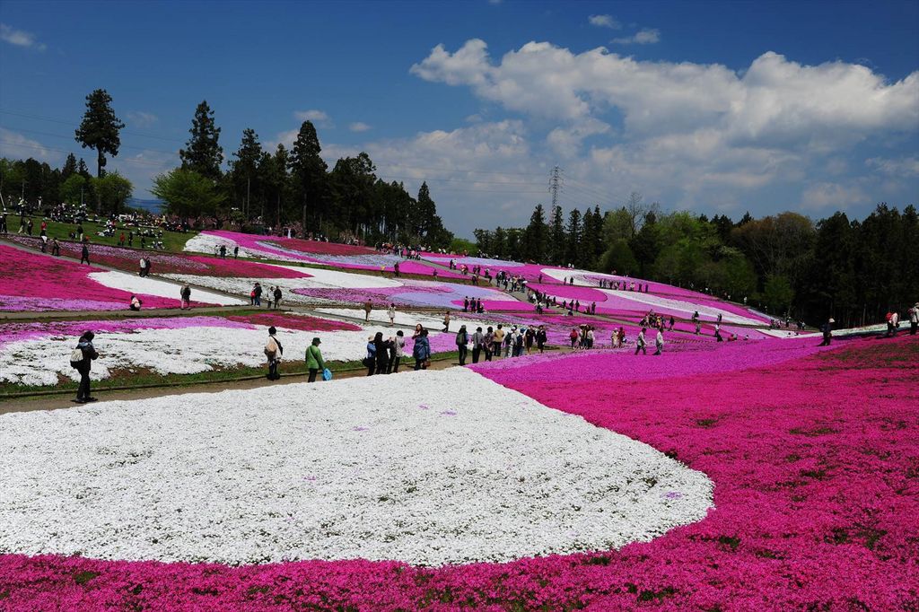 全国 芝桜の名所26選 一面ピンクの花の絨毯が絶景すぎる じゃらんニュース