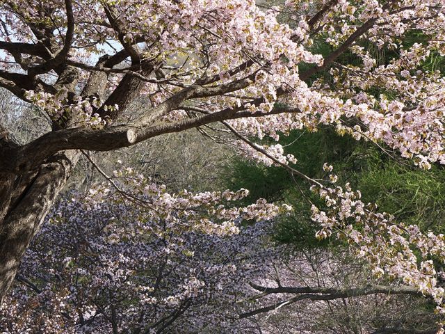 ���Ԍ�_�~�R����