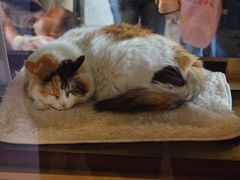 񂳂̋Muwi܃~[WA jւ̓eʐ^1