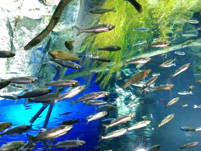 ����_�T�P�̂ӂ邳�Ɛ�ΐ�����