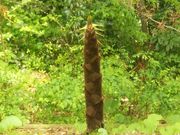 Ƃ˂̐{RԐ_Ђ̓eʐ^5