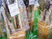 usa̎OtBbV[iEEH[t̓eʐ^1