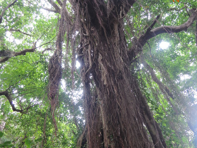 �o�I�o�u�̖�_�K���K���[�̒J