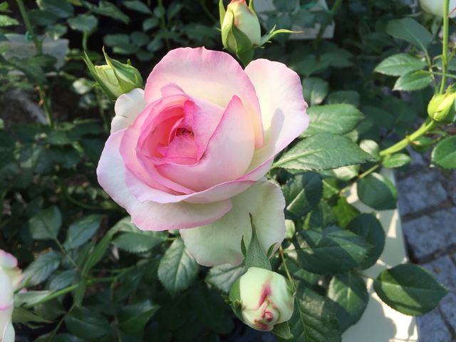 一番綺麗なバラは売店のバラ_花フェスタ記念公園