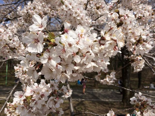 ��{��_�ԏ��ʐ�{��