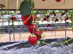 miyu����̌b�݂̋u�����ւ̓��e�ʐ^1