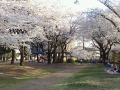 敷島公園の桜の写真一覧 じゃらんnet