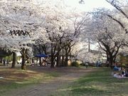 敷島公園の桜 アクセス 営業時間 料金情報 じゃらんnet