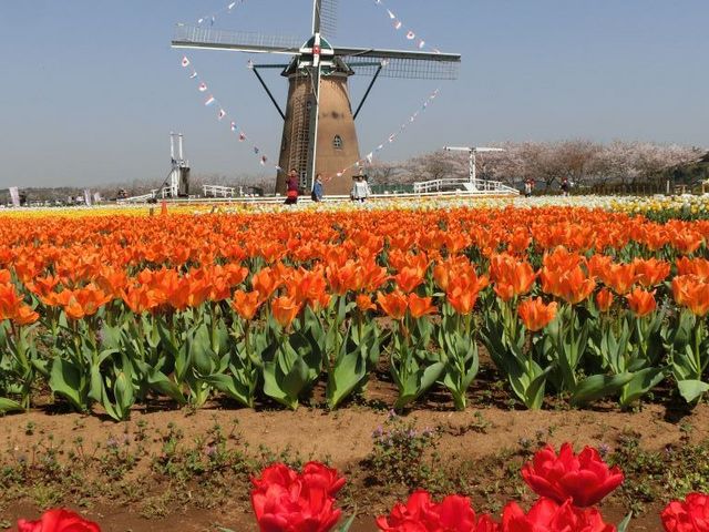 ���q�ӂ邳�ƍL��@�Ă͂Ђ܂��A�H�̓R�X���X�����J�ɂȂ�܂�_�I�����_���ԃ��[�t�f