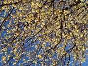 gentoopenguin̕oR~Sԉ̓eʐ^1