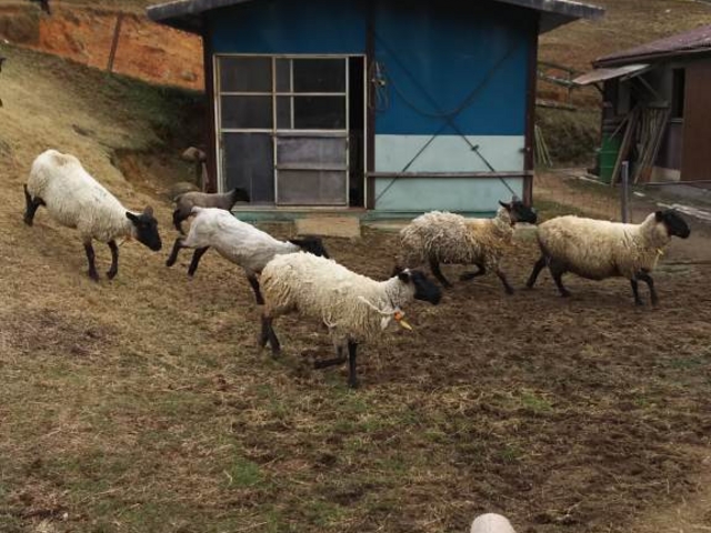 �G�T�Ɍ������Ă܂�������I_�߂��߂��q��