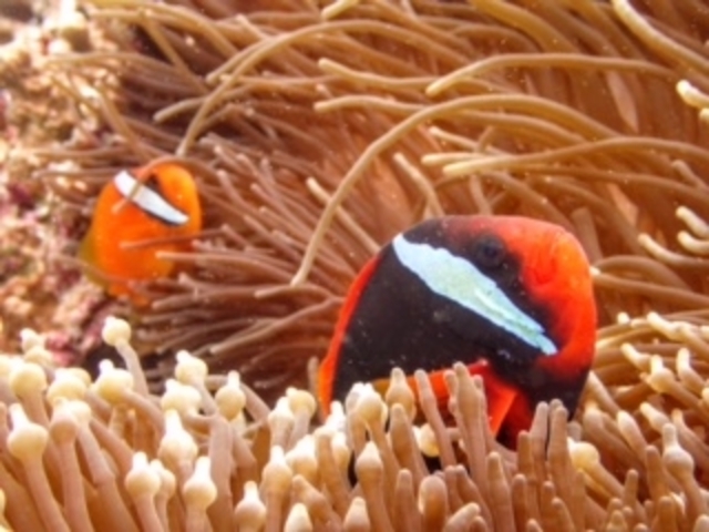 �N�}�m�~�������Ȏ�ނ�����܂����B_�p���_�C�X��y��