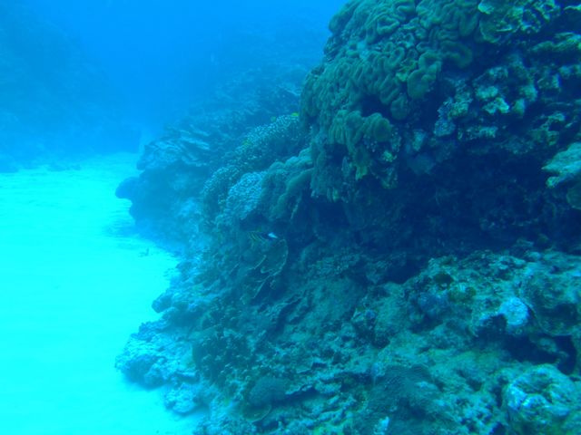 �����x���ǂ��A�C��̔��������Y��ł��B_�p���_�C�X��y��