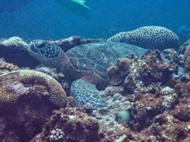 �E�~�K���ł��B_�p���_�C�X��y��