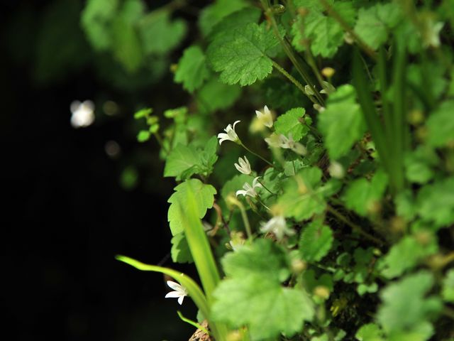 gV`̓VR̐ΓԂ̓eʐ^3