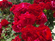 moomî׃O[XNGA̓eʐ^2