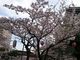まんまさんの小倉城の桜への投稿写真2
