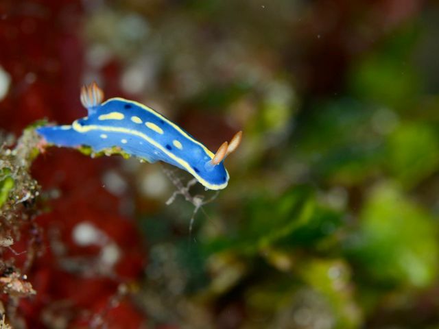 �A�I�E�~�E�V�`�S(�B�K���K)�_�_�C�r���O�V���b�vKIAORA