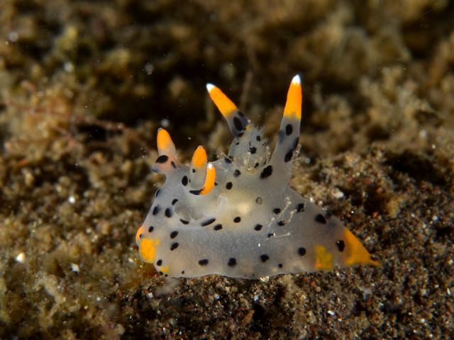 �E�~�E�V�`�S(�B�K���K)�_�_�C�r���O�V���b�vKIAORA