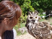 ԁ[ɂႳ̔][gr̕t@~[h̓eʐ^1