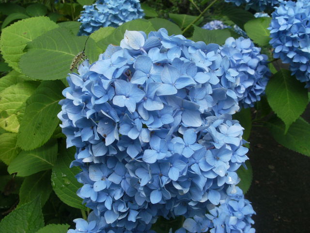 ���Ԃ�����_���z�ԃ��[�h