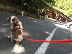 肦܂邳̉{ƂӓXւ̓eʐ^1