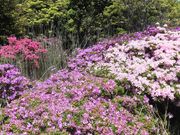 ڂ肳̖NR̃~}LV}̓eʐ^1