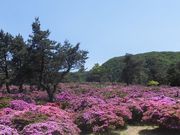 ڂ肳̖NR̃~}LV}̓eʐ^2