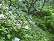 ibokorori̎zԃ[h̓eʐ^2