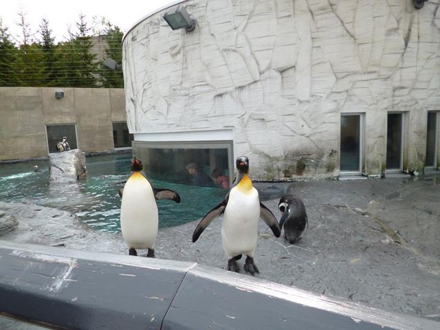 penguin_���R������