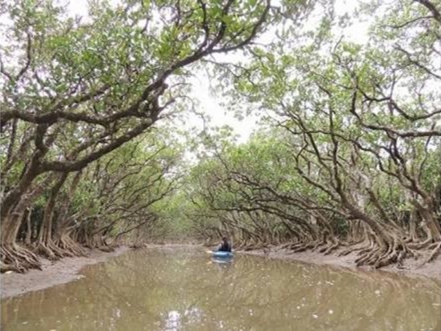 ���R�����Ղ�_�}���O���[�u�J�k�[�c�[�����O