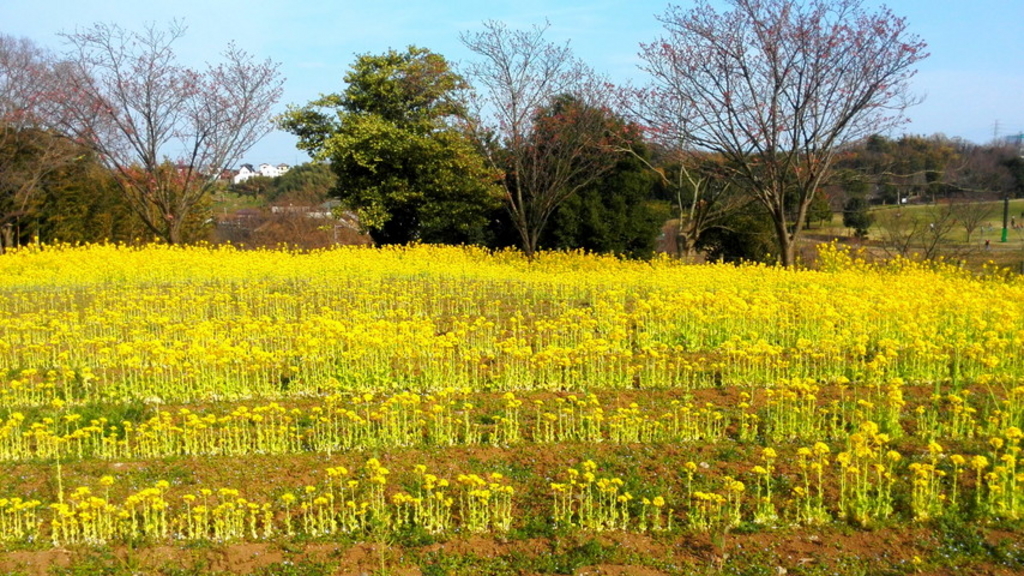 茅ヶ崎市の公園 庭園ランキングtop10 じゃらんnet