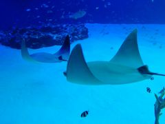 行きやすいです マリホ水族館の口コミ じゃらんnet