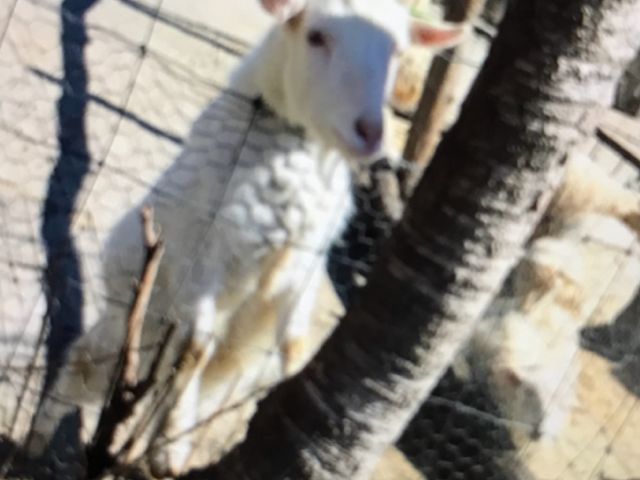 ����_�ߐ{�����샖�u�q��