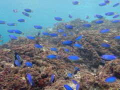 ݁[񂳂̃_CrOT[rXMCւ̓eʐ^2