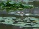 ブルービ－チさんの唐比湿地公園・唐比ハス園の投稿写真1