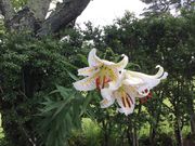 }Cann̓V_X|[c̓eʐ^1