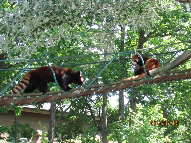 ���킢��_���R������