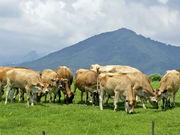 ponnkichĩW[W[q̓eʐ^1