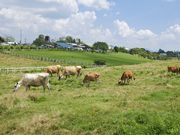 ponnkichi̕fRO؃̓eʐ^1