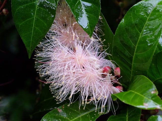 �s���N�̃T�K���o�i_���\���C���J���b�N���g���b�L���O�����N�G�X�g�ό��c�A�[