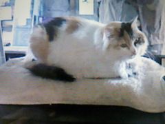 ˂܂邳̂܃JtFւ̓eʐ^1