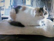 ˂܂邳̂܃JtF̓eʐ^1